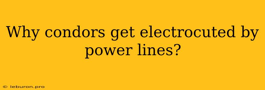 Why Condors Get Electrocuted By Power Lines?